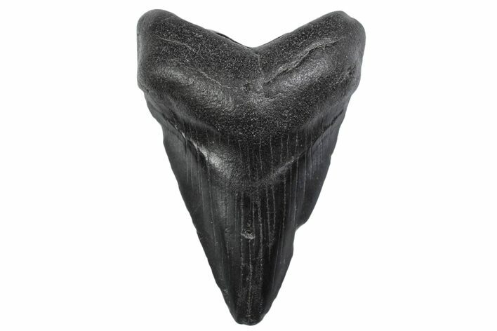 Juvenile Megalodon Tooth - South Carolina #370429